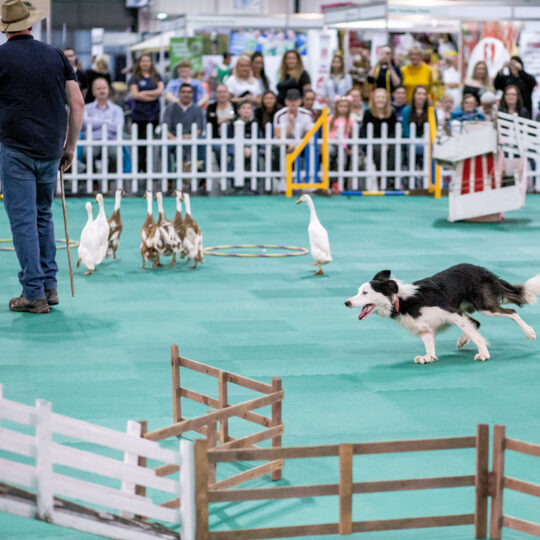 Soft Floor matting used at a dog show event